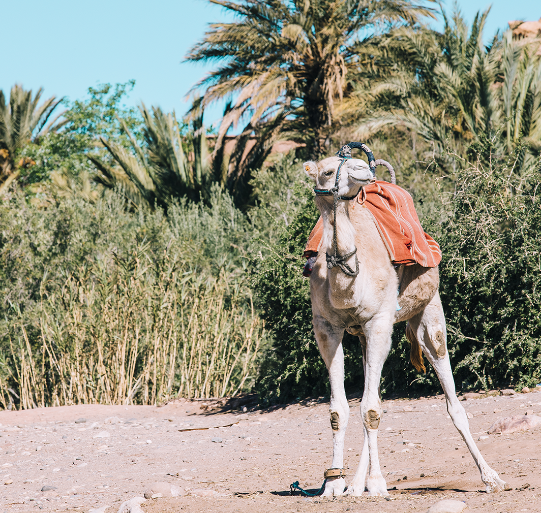 Camel Ride in Agadir